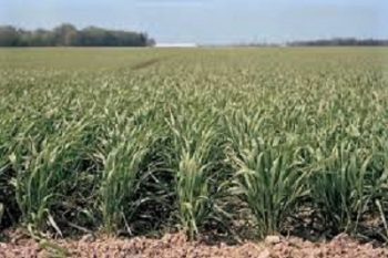 Colorado Wheat Administrative Committee Announces 2023 Meeting Schedule