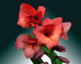 Jack Lee Brown – December 19, 1947 – October 26, 2023