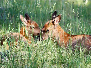 Respect Wildlife, Leave Young Wild Animals in the Wild