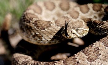 Guidelines for Rattlesnake Bite