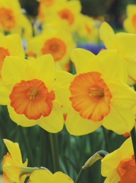 Edward Dean Crum - July 31, 1949 - April 6, 2024