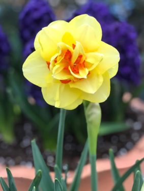 Gavina  Alvidrez - February 19, 1939 - February 16, 2024