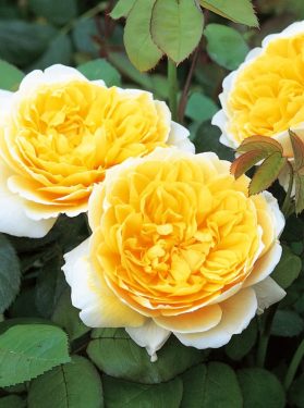 William Robert “Bill” Wootten - June 7, 1937 - March 4, 2026