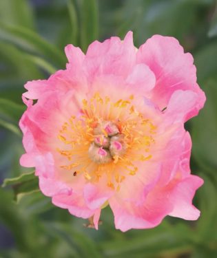 Connie Hansen - October 26, 1968 - February 21, 2024