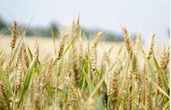 2024 Wheat Field Days Announced by CSU Crop Testing Program