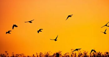 Colorado State University helped create birdcast migration model