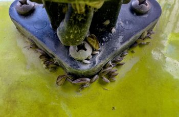 CPW seizes boat infested with invasive Quagga mussels for decontamination