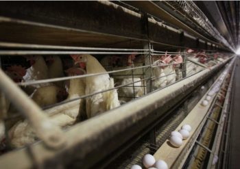 How extreme heat in Colorado may have contributed to an extraordinary outbreak of bird flu in people