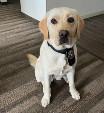 Meet Colorado’s hardest-working investigator trained to sniff out suspicious fires