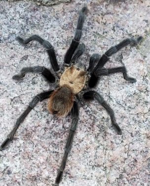Tarantula migration coming soon