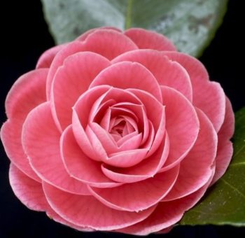 Donna Lee Moulder Prough – October 30, 1960 – October 30, 2024