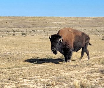 Southern Plains Land Trust - a gem in the landscape of southeast Colorado - Part One