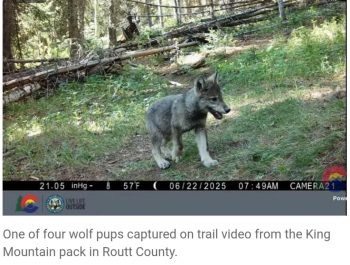 Colorado's wolf restoration program costs exceed $8 million over 5 years