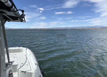 Bodies of boater, dog recovered from Lake Pueblo after boat capsizes - one boater survived and swam to shore