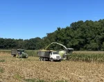 Drought Forces Colorado Farmer to Salvage Corn for Silage